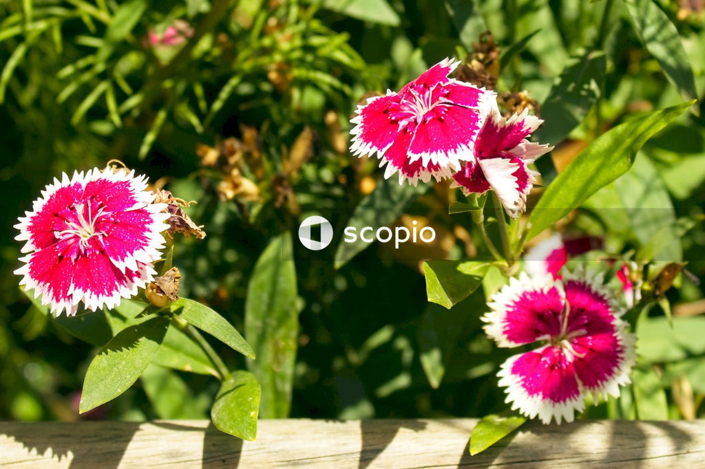 Pink and white flowers in tilt shift lens