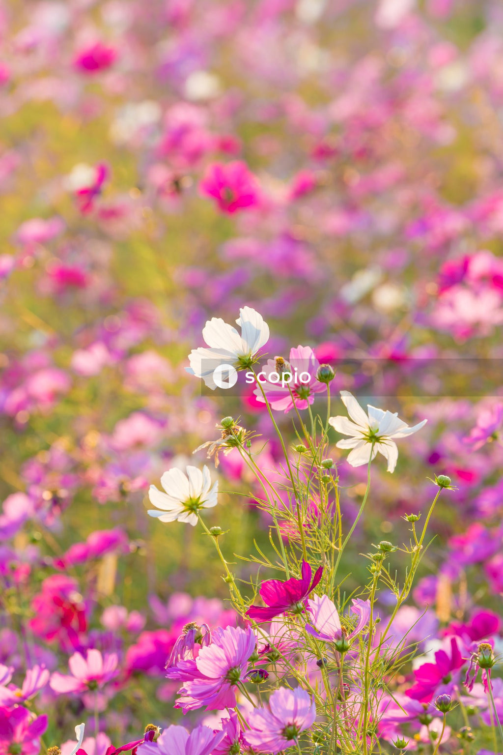 Pink and white flowers in tilt shift lens