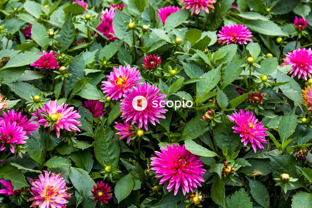 Pink and white flowers with green leaves