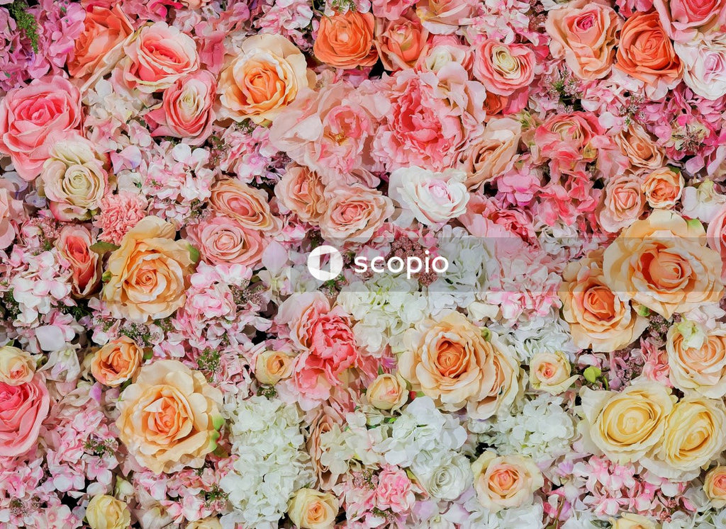 Pink and white rose flowers