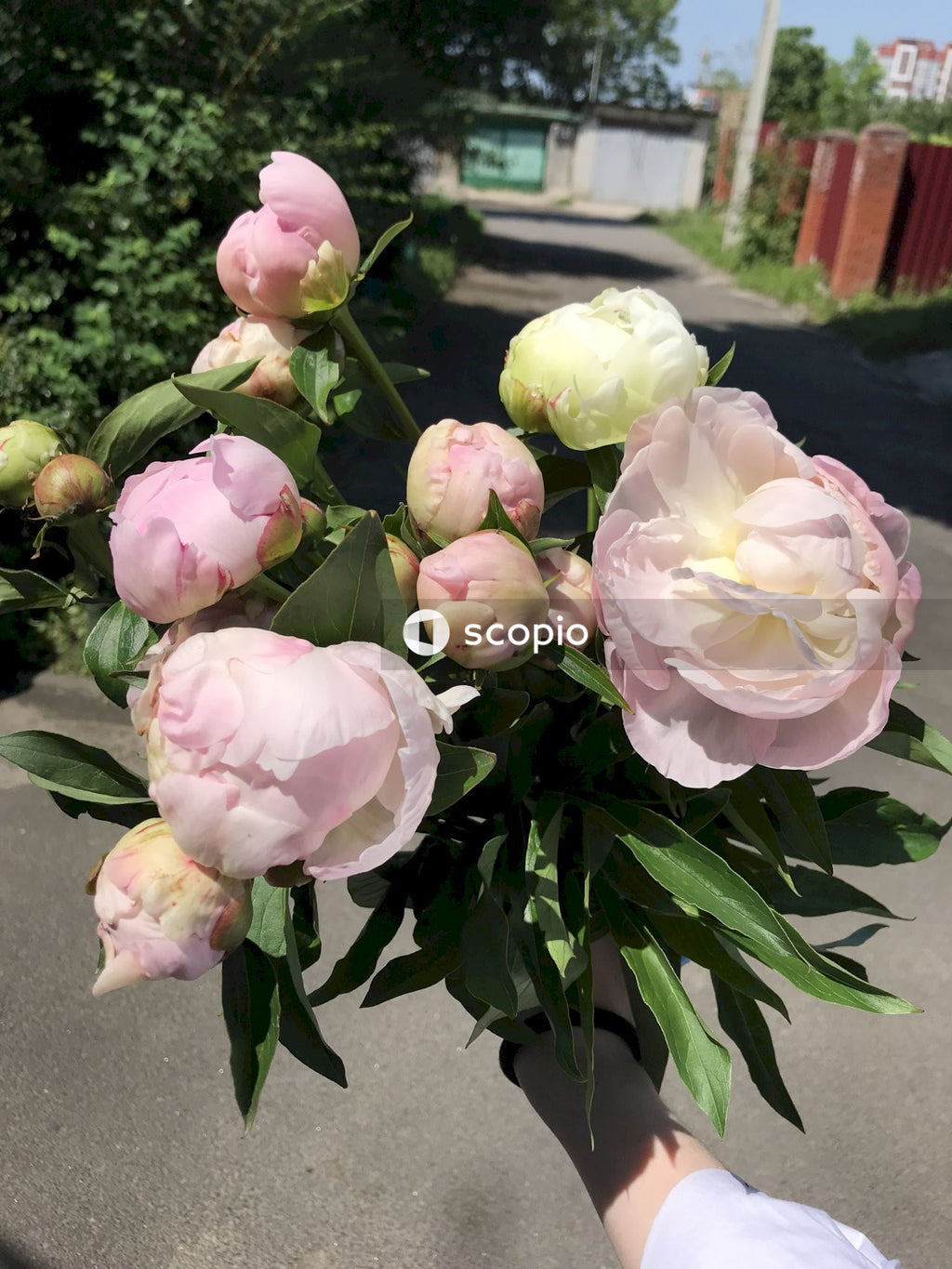 Pink and white roses in bloom