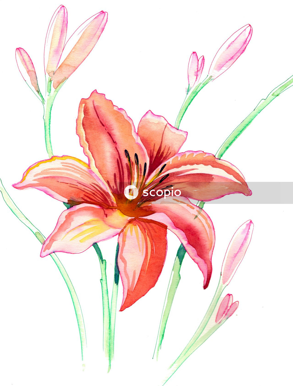 Pink and yellow flower with white background