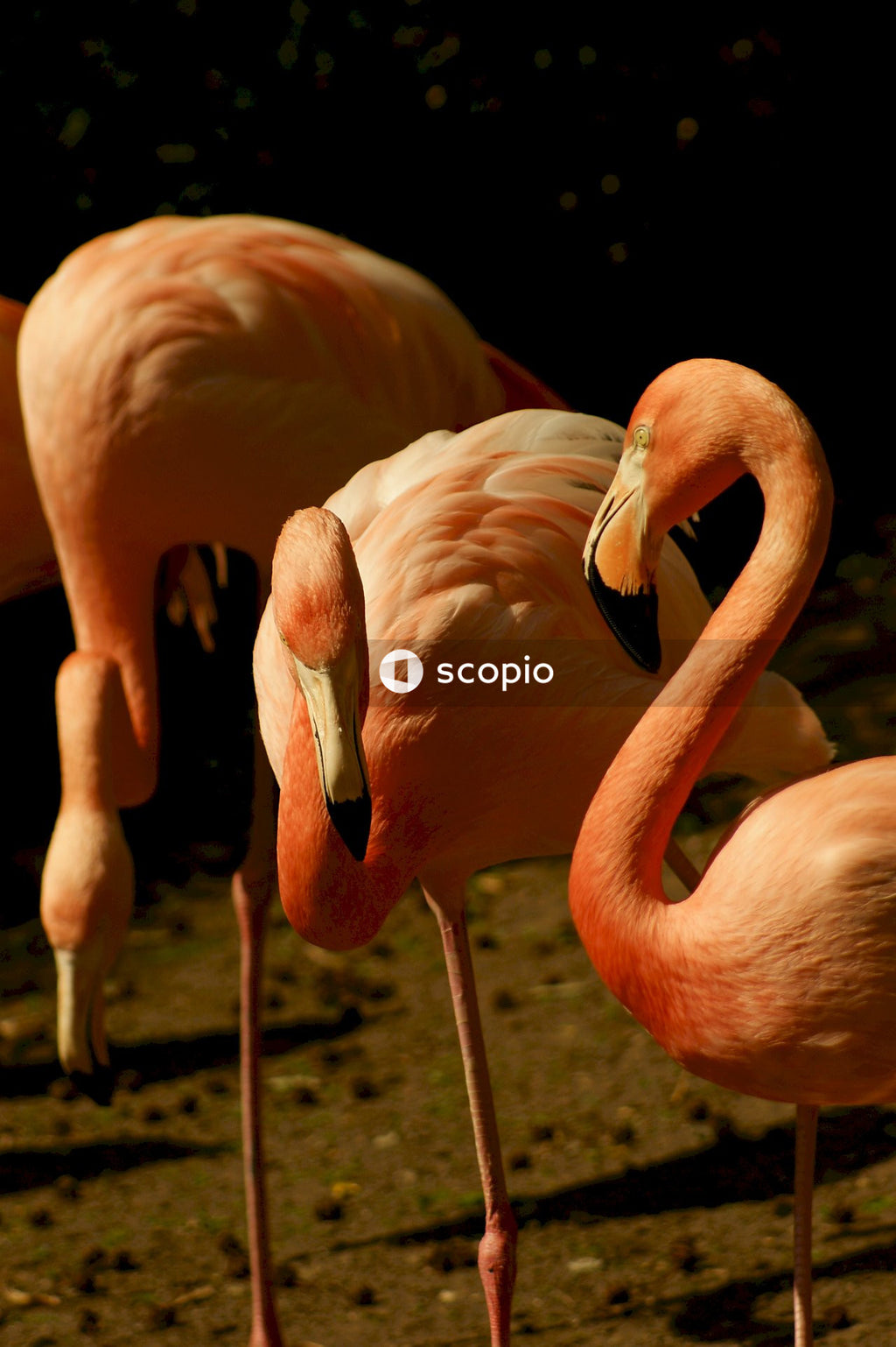 Pink flamingos in close up