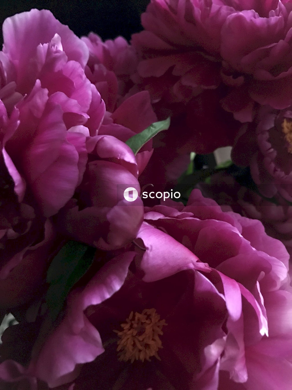 Pink flower in close up