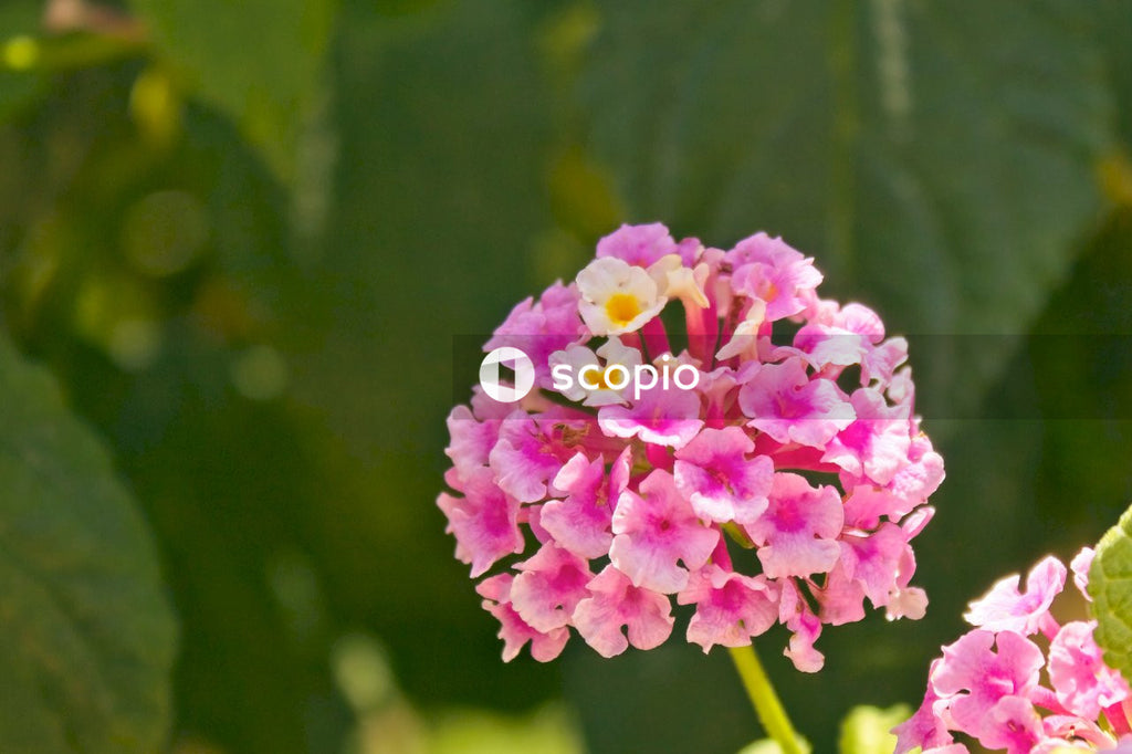 Pink flower in tilt shift lens