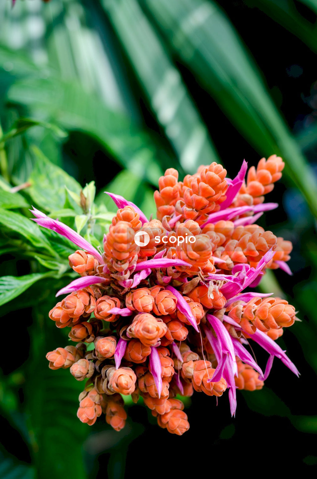 Pink flower in tilt shift lens