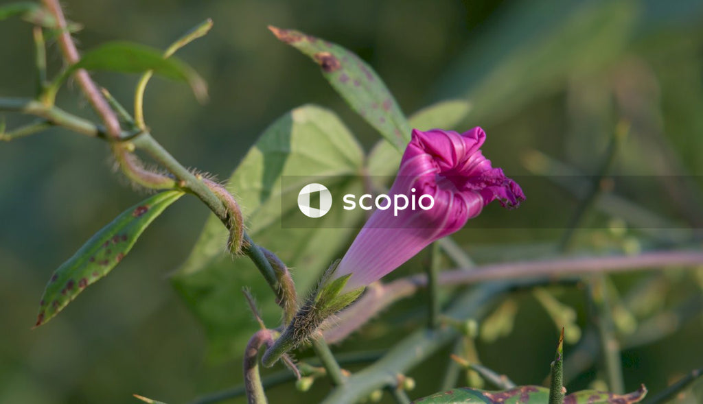 Pink flower in tilt shift lens
