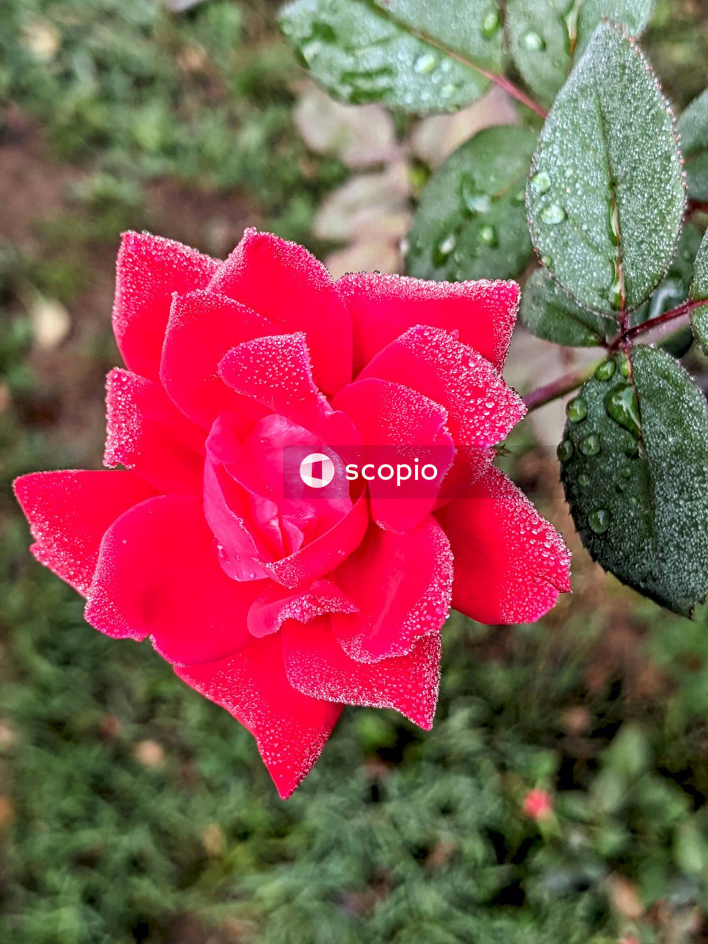 Pink flower on green moss