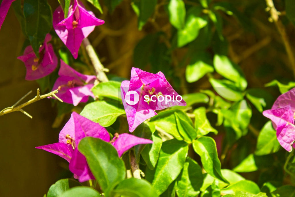 Pink flower with green leaves