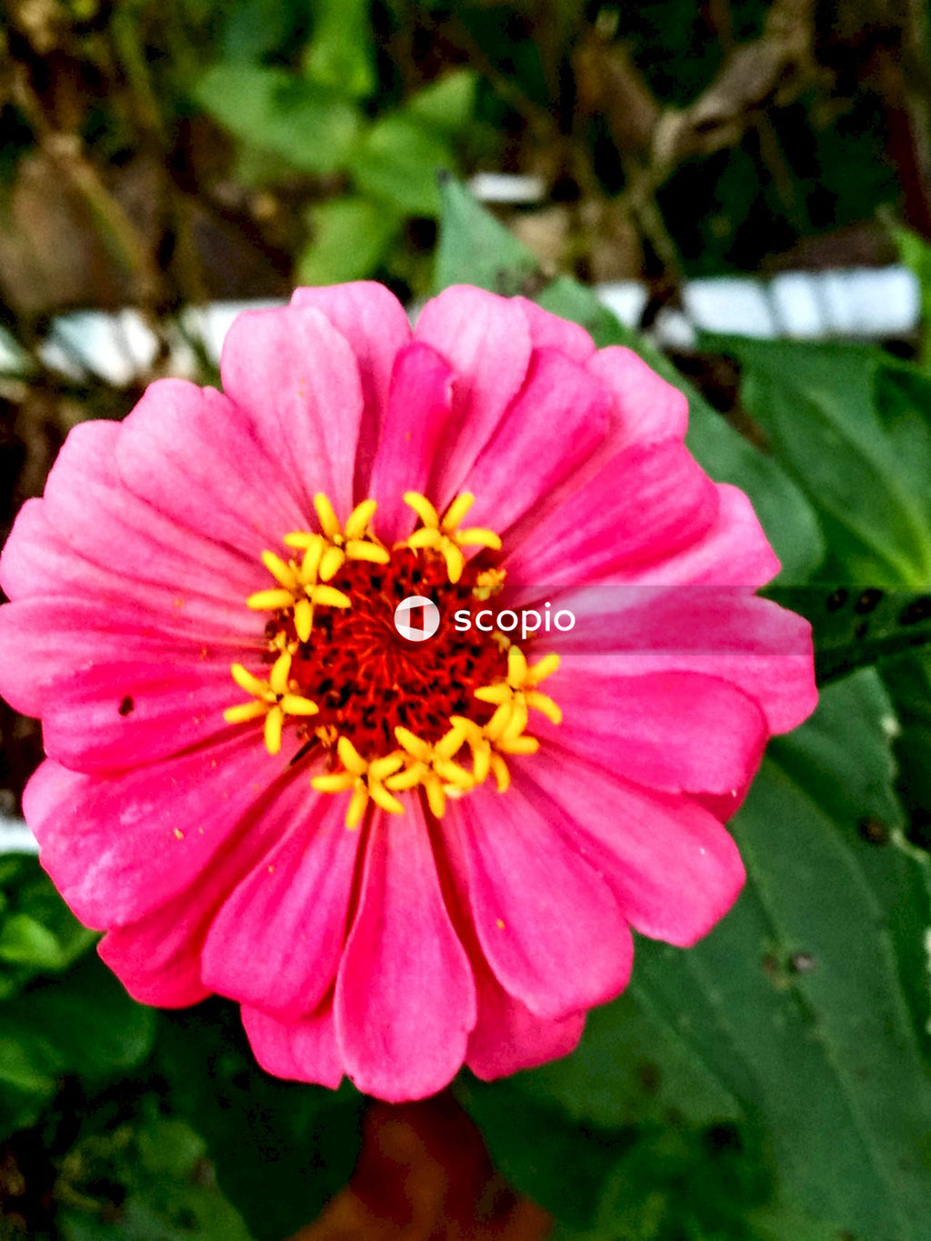 Pink flower with yellow stigma