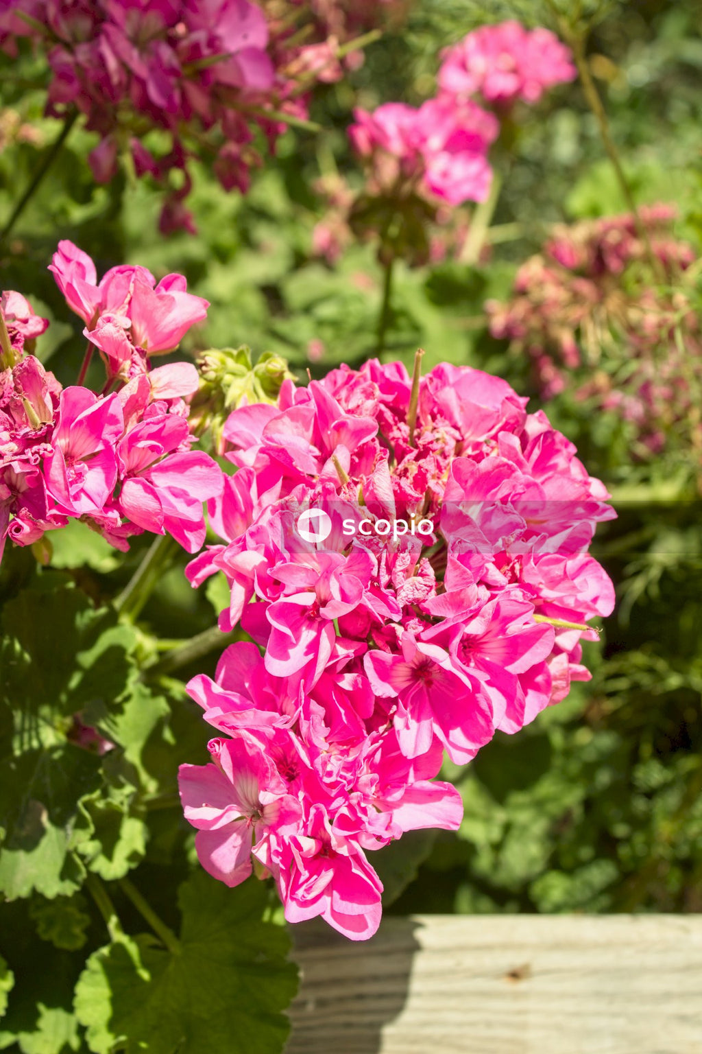 Pink flowers in tilt shift lens