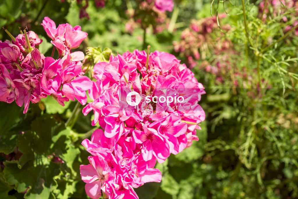 Pink flowers in tilt shift lens