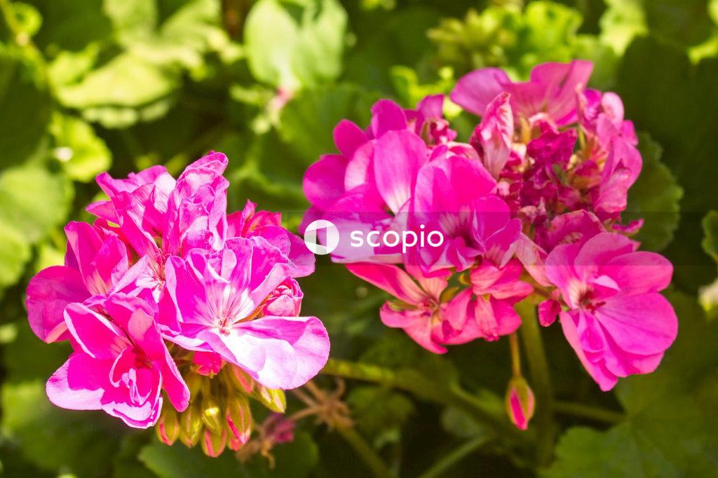 Pink flowers in tilt shift lens