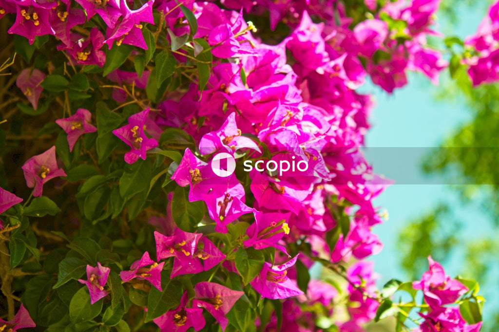 Pink flowers with green leaves