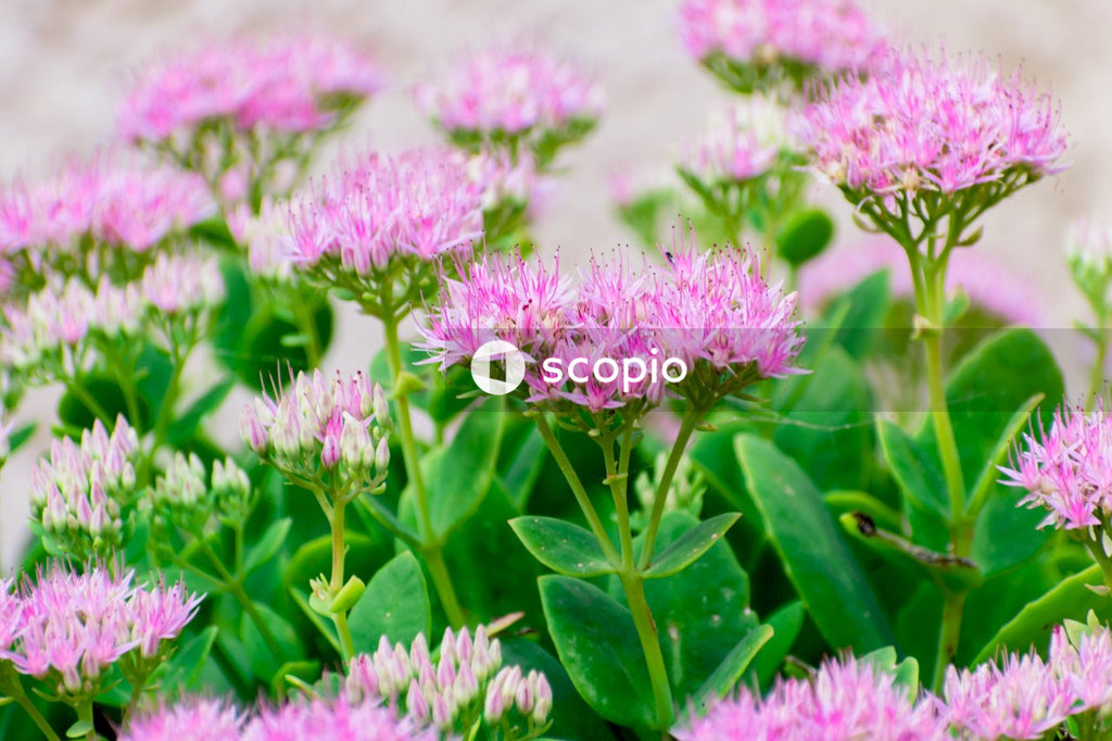 Pink flowers with green leaves