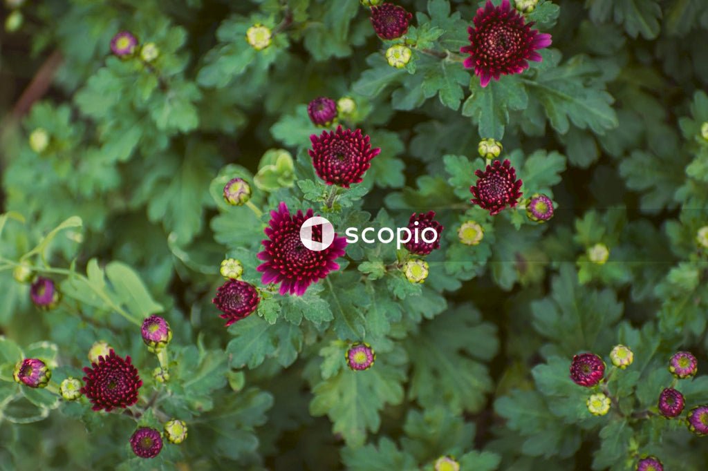 Pink flowers with green leaves