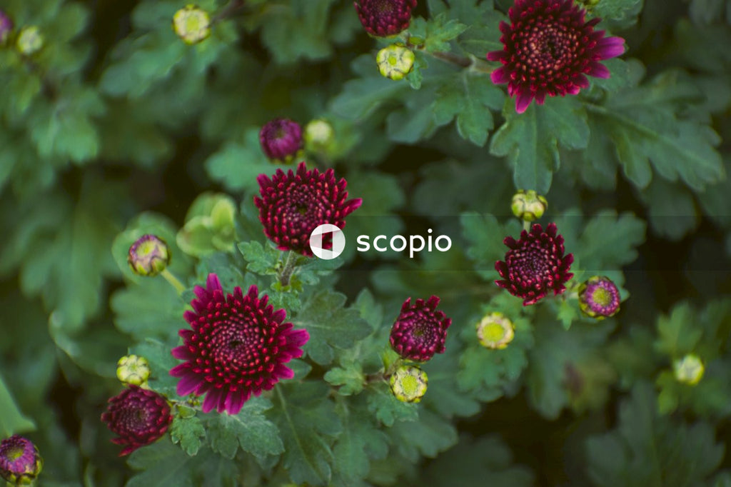Pink flowers with green leaves
