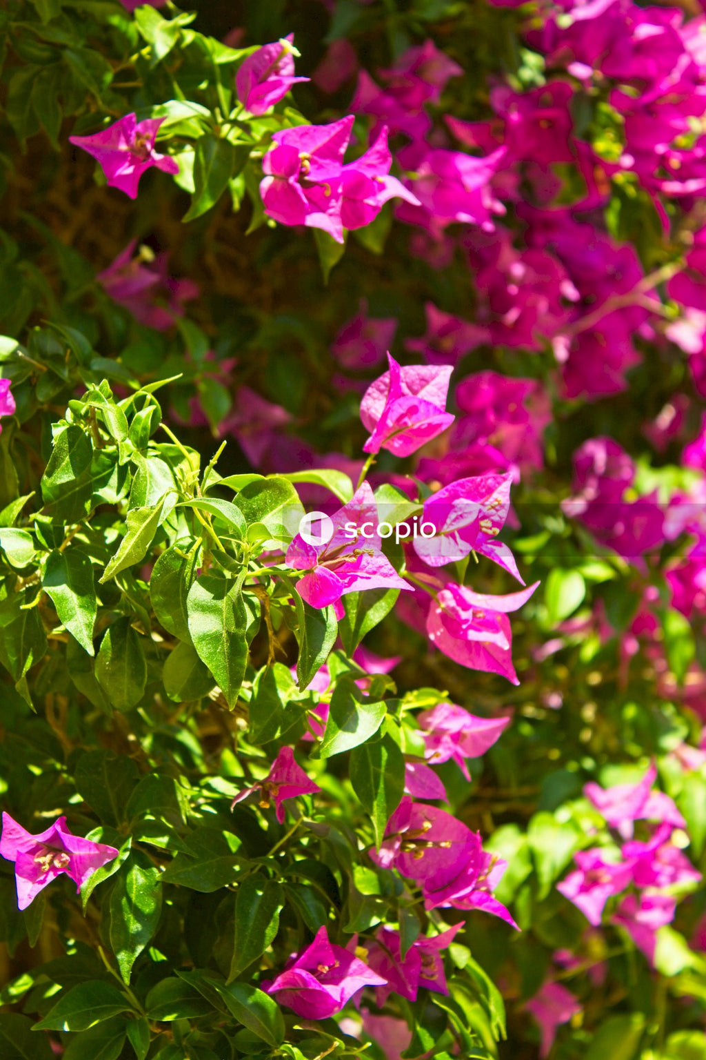 Pink flowers with green leaves