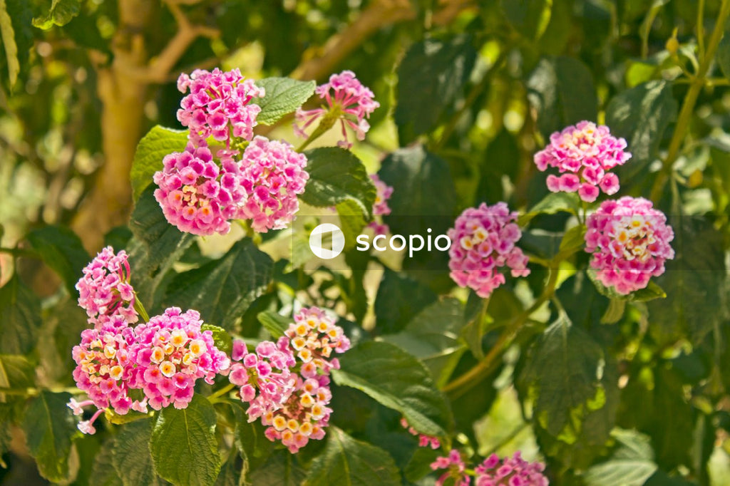 Pink flowers with green leaves