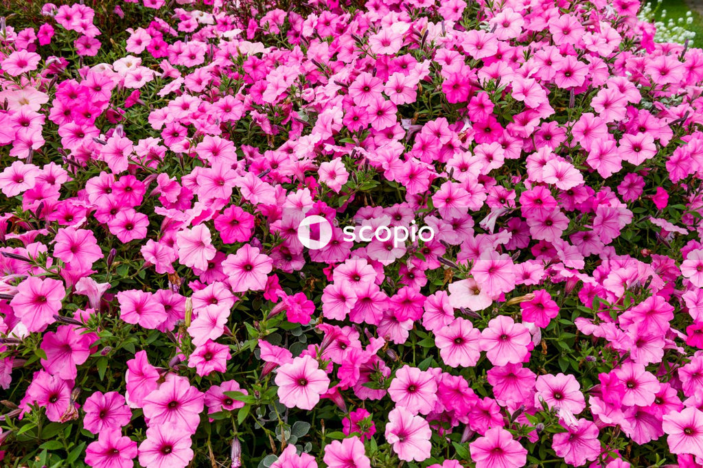Pink flowers with green leaves