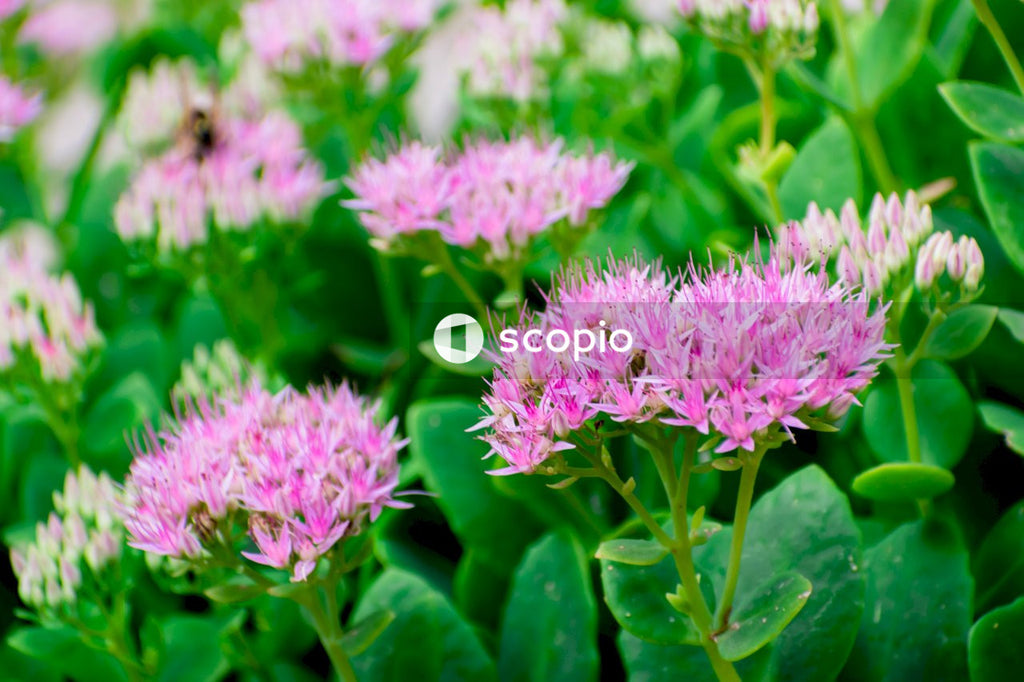 Pink flowers with green leaves