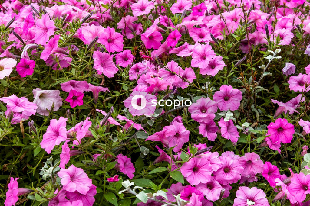 Pink flowers with green leaves