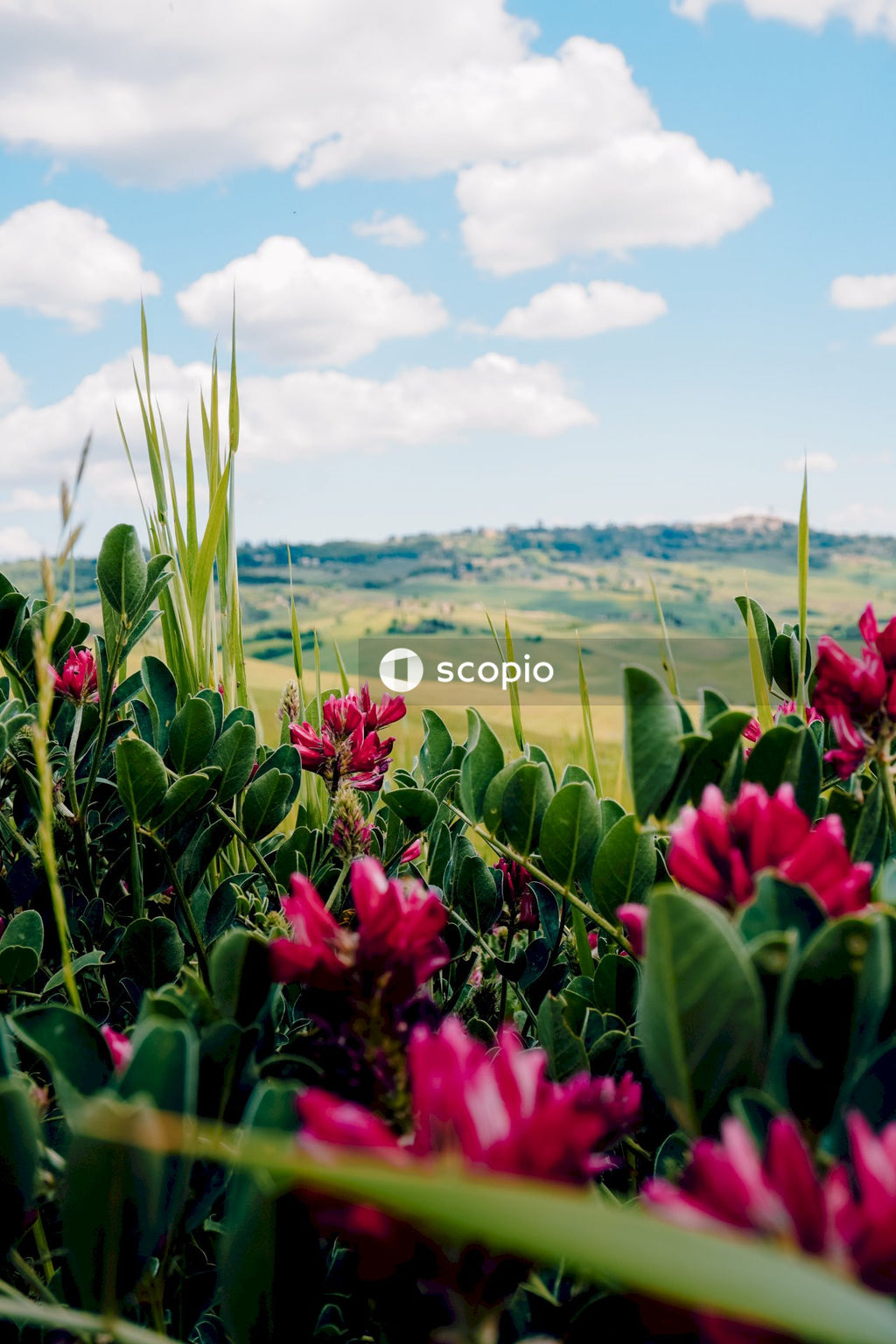 Pink flowers with green leaves under blue sky