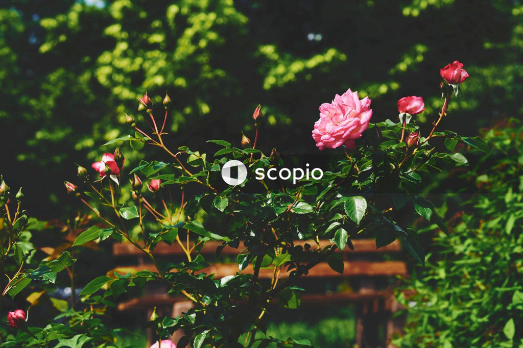 Pink rose in bloom