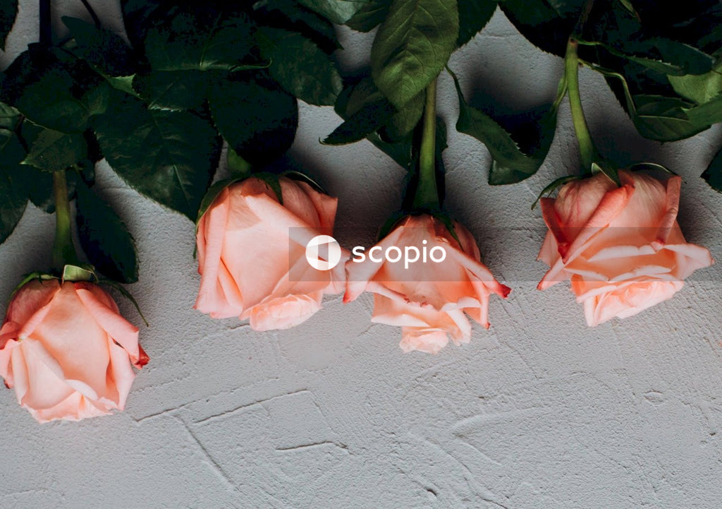 Pink roses on white wall