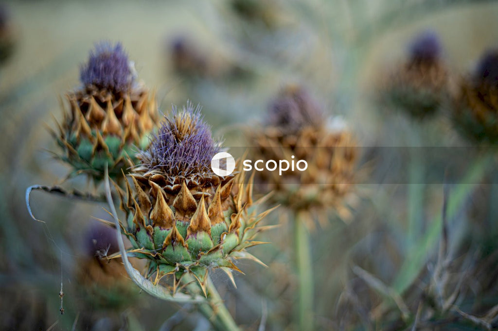 Purple and green flower buds