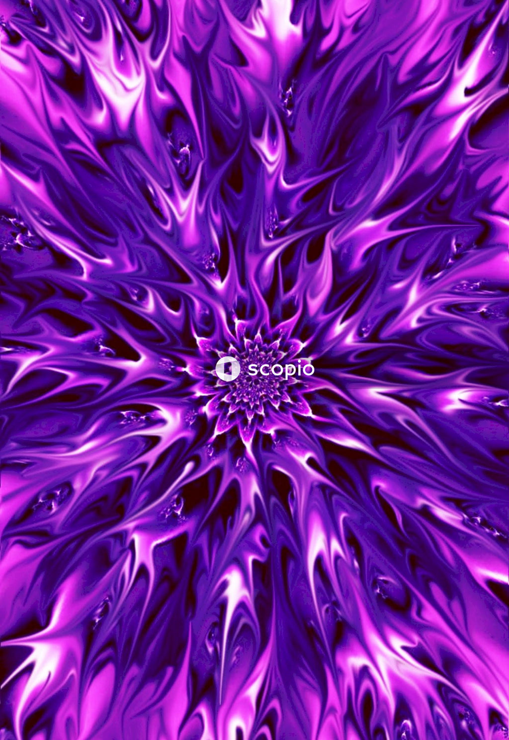 Purple and white flower in close up