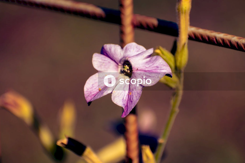 Purple and white flower in tilt shift lens