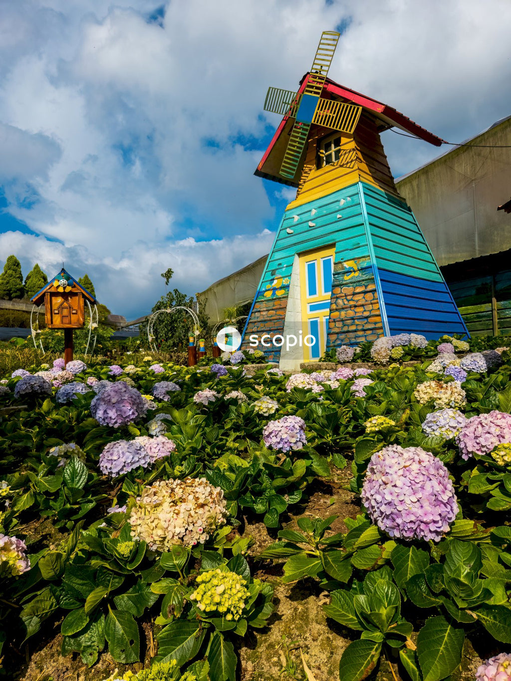 Purple and white flowers near brown and blue house under blue sky