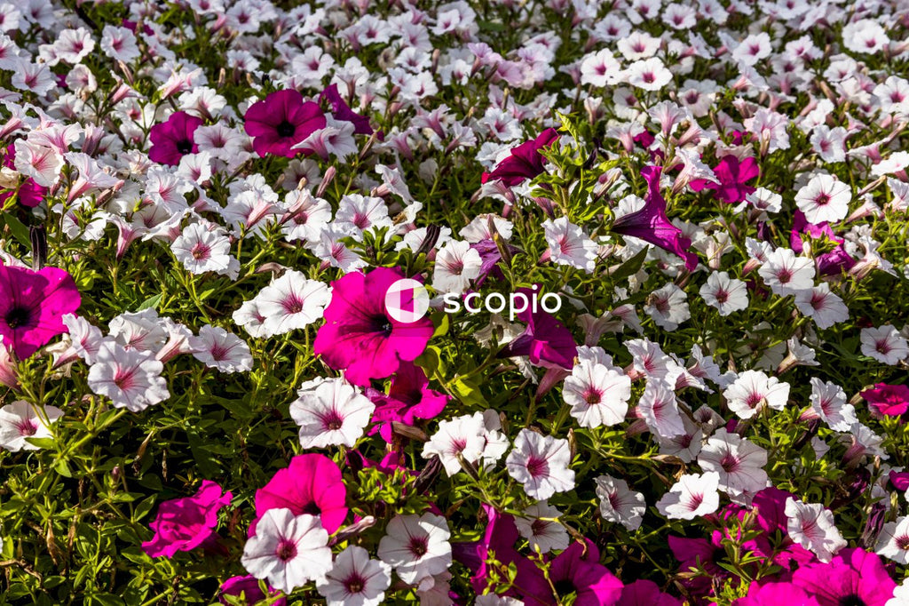 Purple and white flowers on green grass field