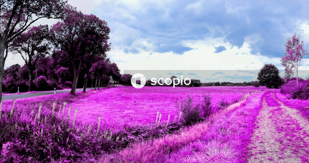 Purple flower field
