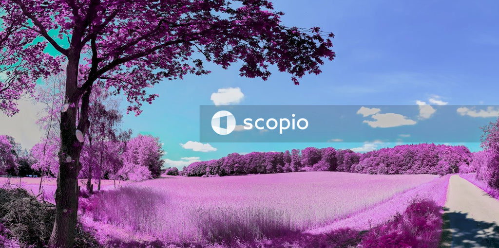 Purple flower field