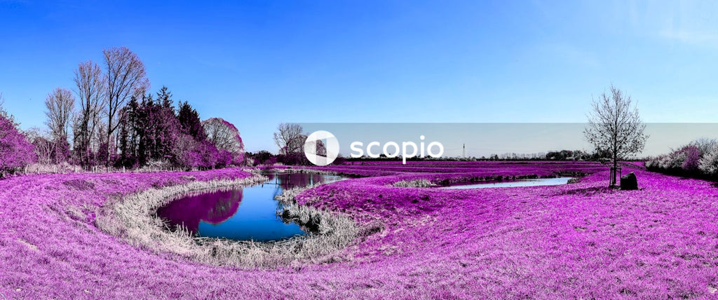 Purple flower field near lake