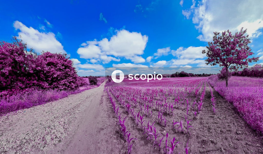 Purple flower field under blue sky