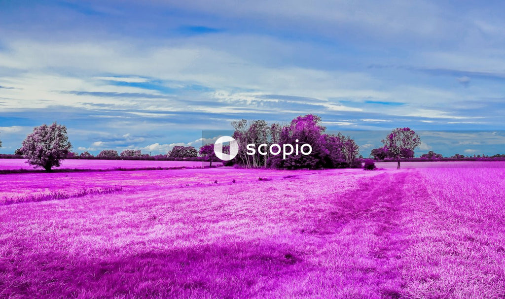 Purple flower field under blue sky
