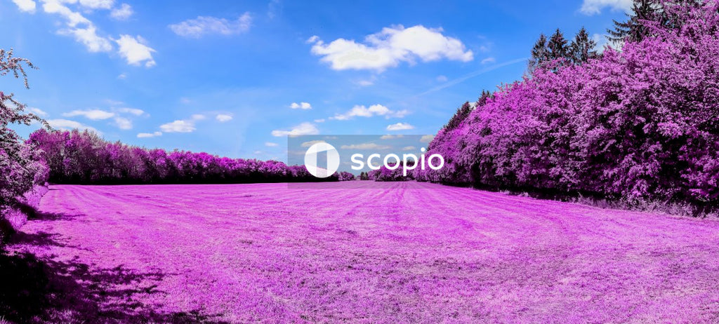 Purple flower field under blue sky
