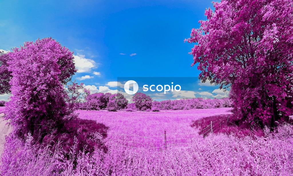 Purple flower field under blue sky