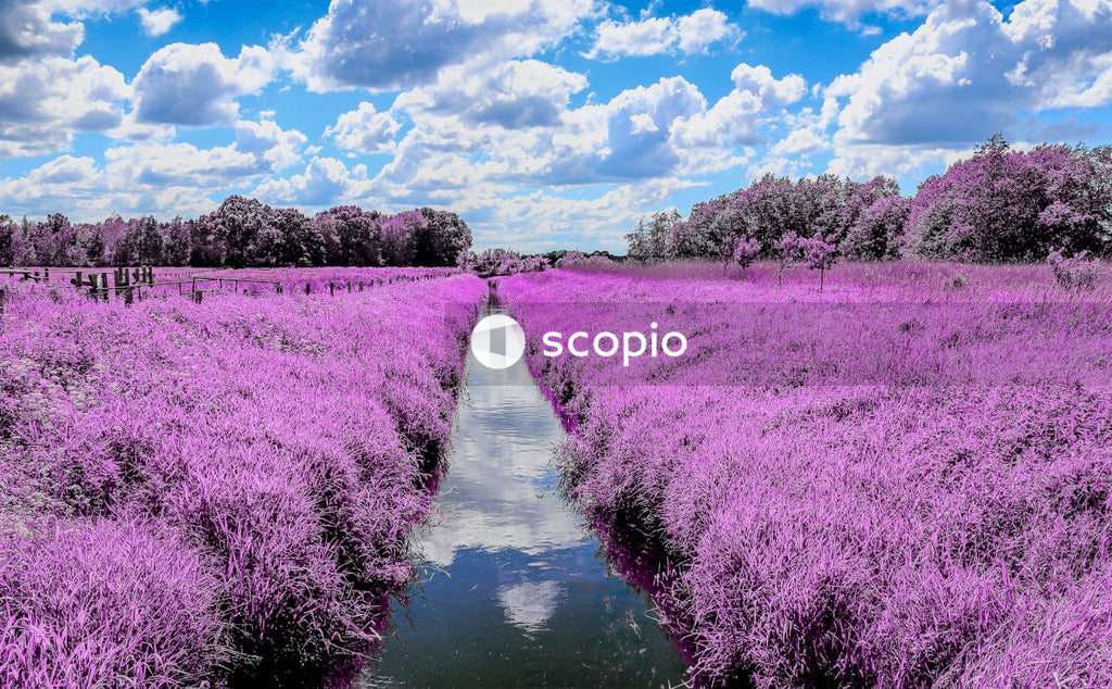 Purple flower field under blue sky