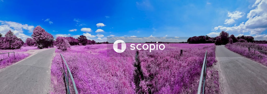 Purple flower field under blue sky