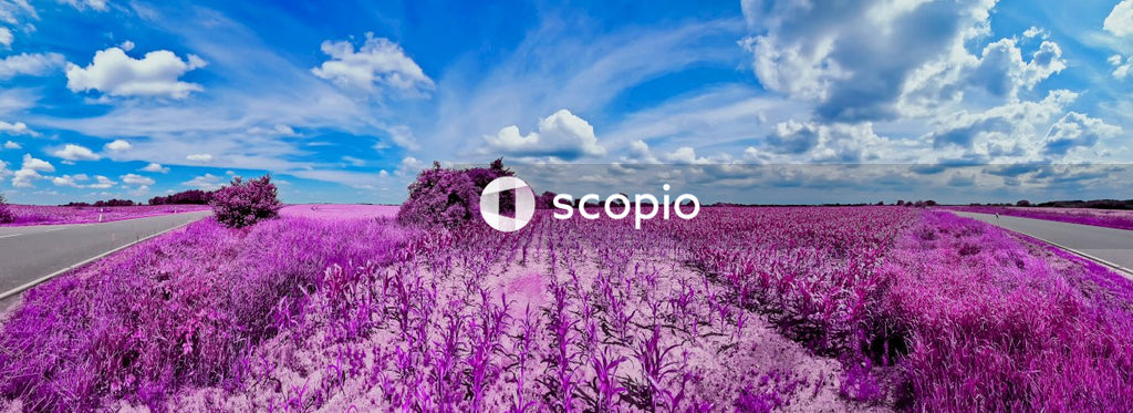 Purple flower field under blue sky