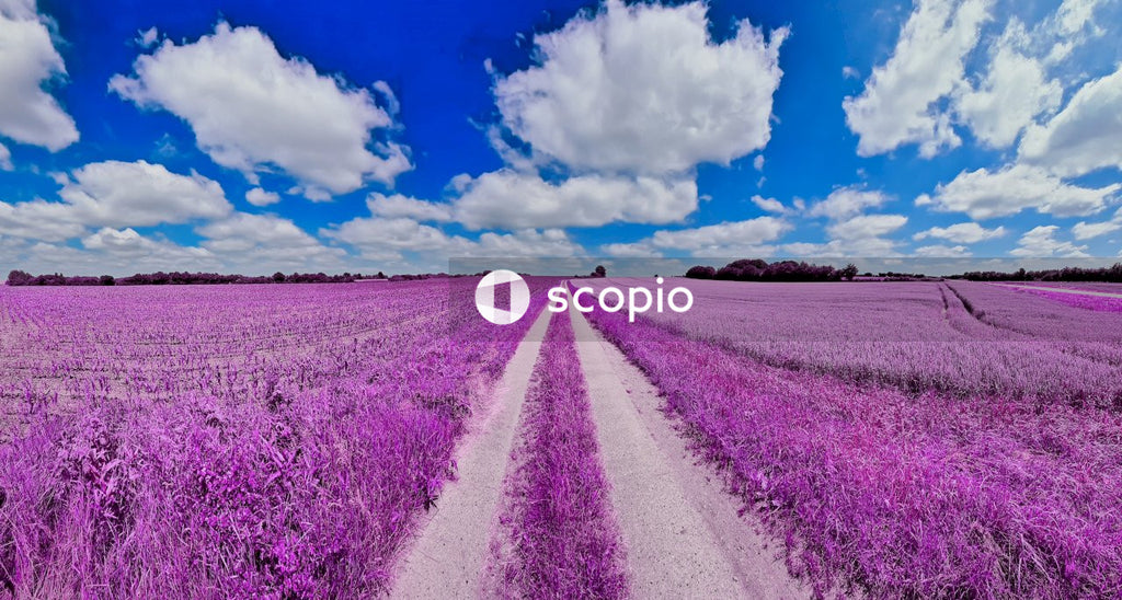 Purple flower field under blue sky and white clouds
