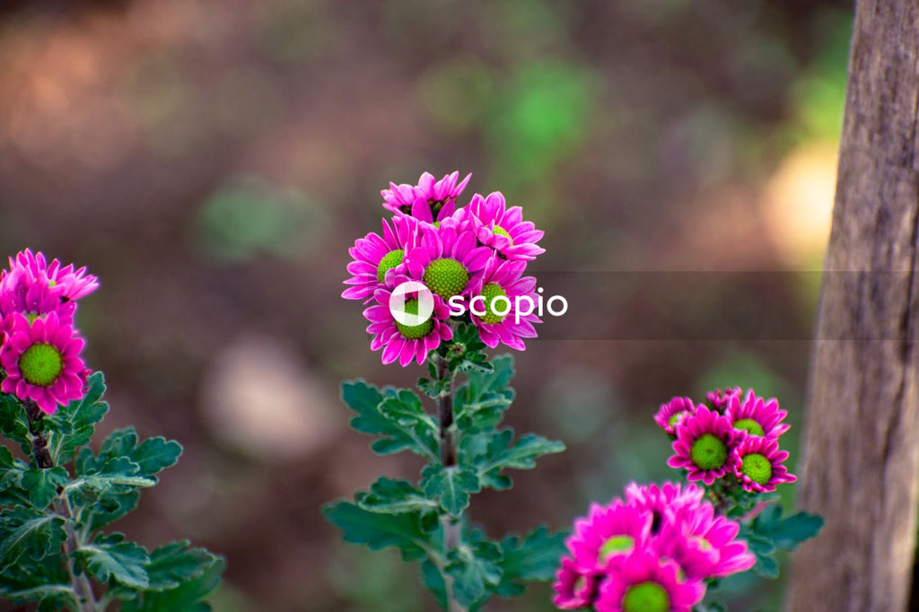 Purple flower in tilt shift lens