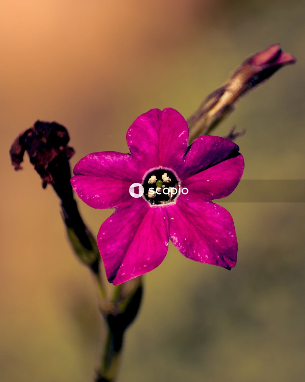 Purple flower in tilt shift lens