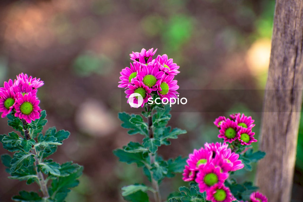 Purple flower in tilt shift lens