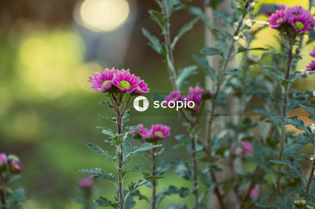 Purple flower in tilt shift lens