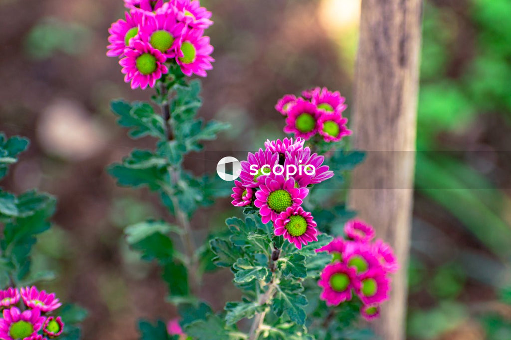 Purple flower in tilt shift lens